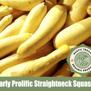 Early Prolific Straightneck Squash